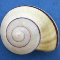 Hemiplecta sibylla 38mm Luwuk, Sulawesi, Indonesia On Leaf Litter In Forest