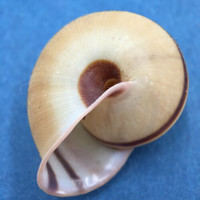 Tricheulota zodiacus tuba 32.9mm Bone, Sulawesi, On Low Lying Scrubs