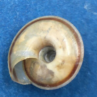 #2 Videna strubelli 10mm Near Top Of Mount Gede, Indonesia