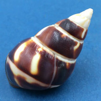 B#1 Liguus fasciatus marmoratus 46.6mm Key Vaca, Florida Keys