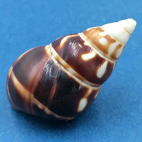 B#3 Liguus fasciatus marmoratus 39mm Key Vaca, Florida Keys