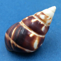 B#5 Liguus fasciatus marmoratus 39.4mm Key Vaca, Florida Keys