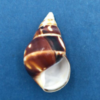 B#5 Liguus fasciatus marmoratus 39.4mm Key Vaca, Florida Keys