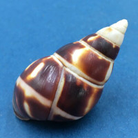 B#7 Liguus fasciatus marmoratus 43.9mm Key Vaca, Florida Keys