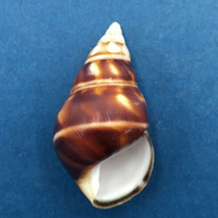 B#9 Liguus fasciatus marmoratus 44.5mm Key Vaca, Florida Keys