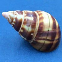 B#1 Liguus fasciatus castaneus 43.3mm HOLE Transplanted From LPK, Grown In PC 28