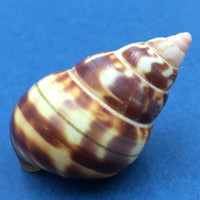 B#1 Liguus fasciatus castaneus 43.3mm HOLE Transplanted From LPK, Grown In PC 28