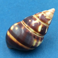 B#6 Liguus fasciatus castaneus 42.3mm Transplanted From LPK, Grown In PC 28