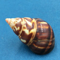 B#8 Liguus fasciatus castaneus 43.2mm Transplanted From LPK, Grown In PC 28