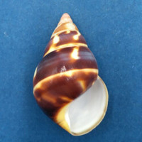 B#14 Liguus fasciatus castaneus 42mm Transplanted From LPK, Grown In PC 28