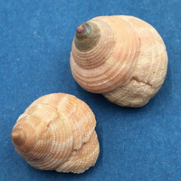 Calliostoma euglyptum 19-22mm Patrick Air Force Beach, Florida, Among Rocks