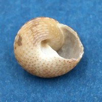 #3 Clanculus miniatus 8.7mm East London, South Africa