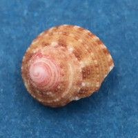 #4 Clanculus miniatus 7.8mm East London, South Africa