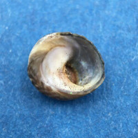 #3 Diloma coracinum 7.1mm W/O Muriwai, Auckland, New Zealand