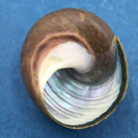 #4 Oxystele antoni 21mm Yellow Sands, South Africa, Between Rocks, Low Tide