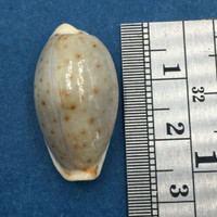 #9 25.5mm Cypraea (Naria) Boivinii Netted, Negros Island, Philippines