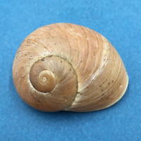 #1 Helicophanta geayi 47.7mm Madagascar 1995 Acavidae Land Snail