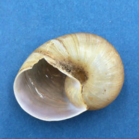 #10 Helicophanta geayi 44.6mm Madagascar 1995 Acavidae Land Snail