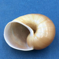 #1 Helicophanta petiti 40.7mm Tulear, Madagascar 1995 Acavidae Land Snail