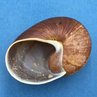#2 Helicophanta bicingulata 63.9mm Farafanga Madagascar 1998 Acavidae Land Snail