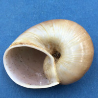 #7 Helicophanta geayi 47.6mm Madagascar 1995 Acavidae Land Snail