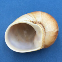 #5 Helicophanta vesicalis 65mm Madagascar 1990 Acavidae Land Snail