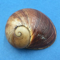 #6 Helicophanta vesicalis 67.5mm Madagascar 1990 Acavidae Land Snail