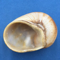#4 Helicophanta vesicalis 68.7mm Madagascar 1990 Acavidae Land Snail