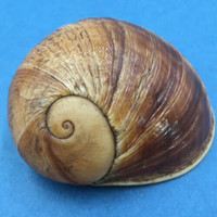 #9 Helicophanta vesicalis 69.1mm Madagascar 1990 Acavidae Land Snail