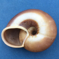 #1 Ampelita clotho 56.9mm Diego Suarez, Madagascar, 1999 Acavidae Land Snail