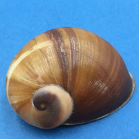 #2 Helicophanta souverbiana 71.4mm Farafangaha, Madagascar 1999 Acavidae