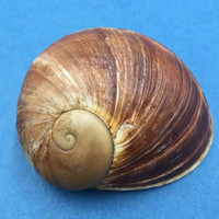 #7 Helicophanta vesicalis 63.5mm Madagascar 1990 Acavidae Land Snail