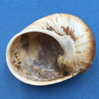 #7 Helicophanta vesicalis 63.5mm Madagascar 1990 Acavidae Land Snail