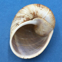 #2 Helicophanta gloriosa 66.9mm Madagascar, 1995 Acavidae Land Snail