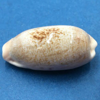 #6 Cypraea caurica 39.2mm Netted, Negros Island, Philippines
