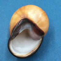 #10 Acavus phoenix 53mm Badulla, Sri Lanka Acavidae Land Snail