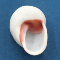 #17 Acavus haemastoma ALBINO 38.3mm Sri Lanka Acavidae Land Snail
