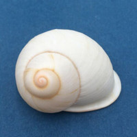 #19 Acavus haemastoma ALBINO 44.1mm Sri Lanka Acavidae Land Snail
