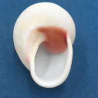 #24 Acavus haemastoma ALBINO 44.9mm Sri Lanka Acavidae Land Snail