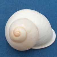 #24 Acavus haemastoma ALBINO 44.9mm Sri Lanka Acavidae Land Snail