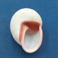 #29 Acavus haemastoma ALBINO 45.5mm Sri Lanka Acavidae Land Snail