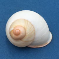 #29 Acavus haemastoma ALBINO 45.5mm Sri Lanka Acavidae Land Snail