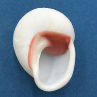 #43 Acavus haemastoma ALBINO 45mm Sri Lanka Acavidae Land Snail