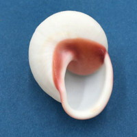 #44 Acavus haemastoma ALBINO 44.9mm Sri Lanka Acavidae Land Snail