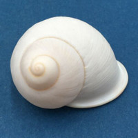 #48 Acavus haemastoma ALBINO 43.7mm Sri Lanka Acavidae Land Snail