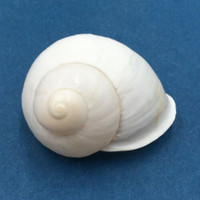 #49 Acavus haemastoma ALBINO 38.7mm Sri Lanka Acavidae Land Snail