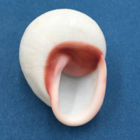 #58 Acavus haemastoma ALBINO 40.9mm Sri Lanka Acavidae Land Snail