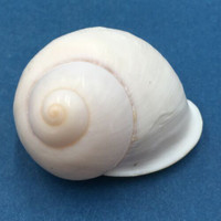 #59 Acavus haemastoma ALBINO 43.9mm Sri Lanka Acavidae Land Snail