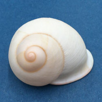 #31 Acavus haemastoma ALBINO 44.9mm Sri Lanka Acavidae Land Snail