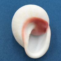 #34 Acavus haemastoma ALBINO 48.8mm Sri Lanka Acavidae Land Snail